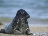 Gray Seal (Grey Seal), Halichoerus Grypus, Heligoland, Germany Photographic Print by Thorsten Milse