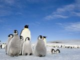Emperor Penguin (Aptenodytes Forsteri) and Chicks, Snow Hill Island, Weddell Sea, Antarctica Photographic Print by Thorsten Milse
