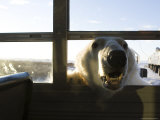 Polar Bear (Ursus Maritimus), Churchill, Hudson Bay, Manitoba, Canada Photographic Print by Thorsten Milse