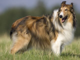 Dog, Collie, Germany Photographic Print by Thorsten Milse