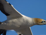Cape Gannet, Morus Capensis, Bird Island, Lambert's Bay, South Africa, Africa Photographie par Thorsten Milse