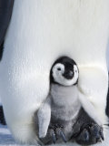 Emperor Penguin Chick (Aptenodytes Forsteri), Snow Hill Island, Weddell Sea, Antarctica Photographic Print by Thorsten Milse