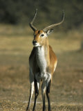 Red Lechwe, Kobus Leche Leche, Moremi Wildlife Preserve, Botswana, Africa Lámina fotográfica por Thorsten Milse Red Lechwe, Kobus Leche Leche, Moremi Wildlife Preserve, Botswana, Africa Lámina fotográfica por Thorsten Milse