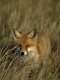 Red Fox, Vulpes Vulpes, Fischland, Mecklenburg-Vorpommern, Germany Lámina fotográfica por Thorsten Milse