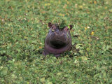 Hippopatamus in Water, Kenya, East Africa, Africa Photographic Print by James Gritz