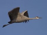 Sandhill Crane (Grus Canadensis), Bosque Del Apache, Socorro, New Mexico, USA Photographic Print by Thorsten Milse