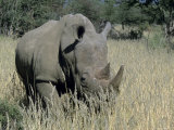 White Rhinoceros, Ceratotherium Simum, Namibia, Africa Photographic Print by Thorsten Milse