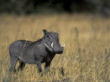Warthog, Phacochoerus Africanus, Chobe National Park, Savuti, Botswana, Africa Photographic Print by Thorsten Milse