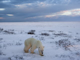 Polar Bears (Ursus Maritimus), Churchill, Hudson Bay, Manitoba, Canada Photographic Print by Thorsten Milse