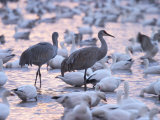 Sandhill Cranes and Snow Geese, Bosque Del Apache, Socorro, New Mexico, USA Photographic Print by Thorsten Milse
