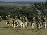 Burchell's Zebra, Equus Burchelli, Namibia, Africa Photographic Print by Thorsten Milse