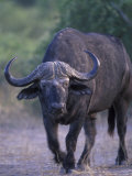African Buffalo, Syncerus Caffer, Chobe River, Chobe National Park, Botswana, Africa Photographic Print by Thorsten Milse