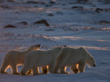 Polar Bear (Ursus Maritimus), Churchill, Hudson Bay, Manitoba, Canada Photographic Print by Thorsten Milse