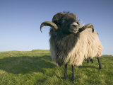 Domestic Sheep, Heligoland, Germany Photographic Print by Thorsten Milse Domestic Sheep, Heligoland, Germany Photographic Print by Thorsten Milse