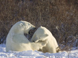 Polar Bears (Ursus Maritimus), Churchill, Hudson Bay, Manitoba, Canada Photographic Print by Thorsten Milse