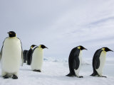 Emperor Penguins (Aptenodytes Forsteri), Snow Hill Island, Weddell Sea, Antarctica, Polar Regions Photographic Print by Thorsten Milse
