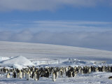 Colony of Emperor Penguins (Aptenodytes Forsteri), Snow Hill Island, Weddell Sea, Antarctica Photographic Print by Thorsten Milse