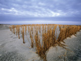Beach in the Early Morning, Darss, Mecklenburg-Vorpommern, Germany Photographic Print by Thorsten Milse