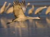 Sandhill Crane (Grus Canadensis), Bosque Del Apache, Socorro, New Mexico, USA Photographic Print by Thorsten Milse