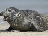 Gray Seal (Halichoerus Grypu), Heligoland, Germany Photographic Print by Thorsten Milse