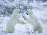 Polar Bear (Ursus Maritimus), Churchill, Hudson Bay, Manitoba, Canada Photographic Print by Thorsten Milse