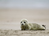 Thorsten Milse - Harbor Seal Cub, Phoca Vitulina, Heligoland, Germany Fotografická reprodukce