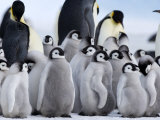Colony of Emperor Penguins and Chicks, Snow Hill Island, Weddell Sea, Antarctica Photographic Print by Thorsten Milse