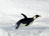 Emperor Penguin (Aptenodytes Forsteri), Snow Hill Island, Weddell Sea, Antarctica, Polar Regions Lámina fotográfica por Thorsten Milse