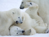 Polar Bears (Ursus Maritimus), Churchill, Hudson Bay, Manitoba, Canada Photographic Print by Thorsten Milse