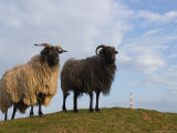 Domestic Sheep, Heligoland, Germany Photographic Print by Thorsten Milse