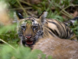 Indian Tiger, Cub at the Samba Deer Kill, Bandhavgarh National Park, India Photographic Print by Thorsten Milse