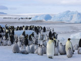 Colony of Emperor Penguins (Aptenodytes Forsteri), Snow Hill Island, Weddell Sea, Antarctica Fotografisk tryk af Thorsten Milse Colony of Emperor Penguins (Aptenodytes Forsteri), Snow Hill Island, Weddell Sea, Antarctica Fotografisk tryk af Thorsten Milse
