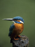 Kingfisher, (Alcedo Atthis), Nrw, Bielefeld, Germany Photographic Print by Thorsten Milse