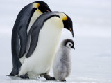 Emperor Penguins (Aptenodytes Forsteri) and Chick, Snow Hill Island, Weddell Sea, Antarctica Photographic Print by Thorsten Milse