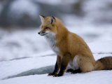 Red Fox, Vulpes Vulpes, Churchill, Manitoba, Canada Photographic Print by Thorsten Milse