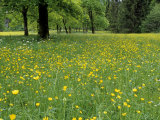 Meadow in Spring Time, Karwendel, Bavaria, Germany Photographic Print by Thorsten Milse