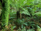 Rainforest, Otway National Park, Victoria, Australia Photographic Print by Thorsten Milse