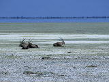 Oryx, Gemsbok, Oryx Gazella, Etosha National Park, Namibia, Africa Photographic Print by Thorsten Milse