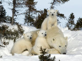Polar Bear (Ursus Maritimus) Mother with Triplets, Wapusk National Park, Churchill, Manitoba Reprodukcja zdjęcia autor Thorsten Milse Polar Bear (Ursus Maritimus) Mother with Triplets, Wapusk National Park, Churchill, Manitoba Reprodukcja zdjęcia autor Thorsten Milse