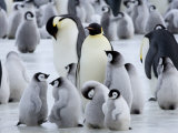 Colony of Emperor Penguins and Chicks, Snow Hill Island, Weddell Sea, Antarctica Fotografisk tryk af Thorsten Milse Colony of Emperor Penguins and Chicks, Snow Hill Island, Weddell Sea, Antarctica Fotografisk tryk af Thorsten Milse