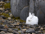 Snow Hare, Lepus Americanus, Churchill, Manitoba, Canada Photographie par Thorsten Milse