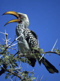 Yellow Billed Hornbill (Tockus Flavirostris), Etosha National Park, Namibia, Africa Lámina fotográfica por Thorsten Milse