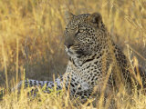 Leopard (Panthera Pardus), Masai Mara National Reserve, Kenya, East Africa, Africa Lámina fotográfica por James Hager Leopard (Panthera Pardus), Masai Mara National Reserve, Kenya, East Africa, Africa Lámina fotográfica por James Hager