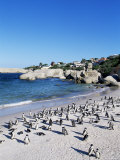 African Penguins at Boulder Beach in Simon's Town, Near Cape Town, South Africa, Africa Photographie par Yadid Levy