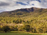 Eucalyptus Forest, Kosciuszko National Park, New South Wales, Australia Photographic Print by Jochen Schlenker