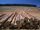 Logged Section of a Fir Tree Plantation by the Princes Highway, South Australia Photographic Print by Robert Francis