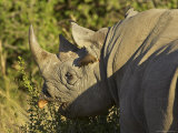 Black Rhinoceros or Hook-Lipped Rhinoceros Feeding, Masai Mara National Reserve, East Africa Photographic Print by James Hager