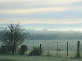 Winter Morning, Yarra Valley, Victoria, Australia Photographic Print by Jochen Schlenker