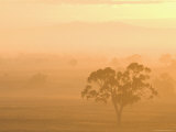 Eucalyptus Tree and Morning Fog, Carroll, New South Wales, Australia Photographic Print by Jochen Schlenker