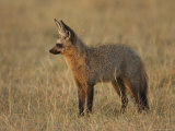 Bat-Eared Fox Standing in Early Morning Light, Masai Mara National Reserve, Kenya Photographic Print by James Hager